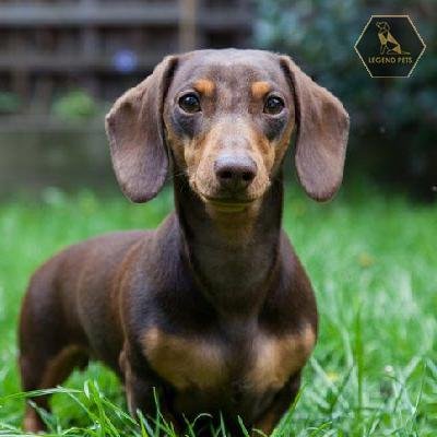Dachshund Mini