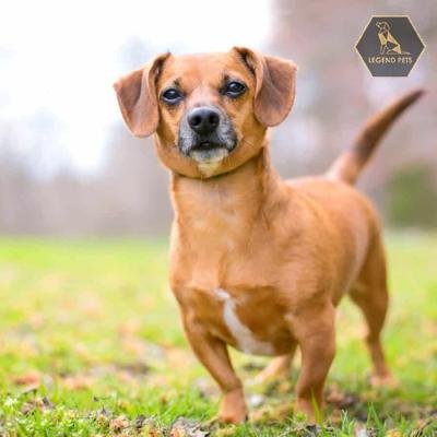 Dachshund Mix