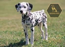 Dalmatian