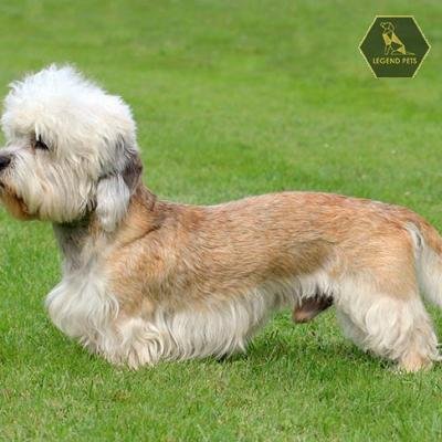Dandie Dinmont Terrier