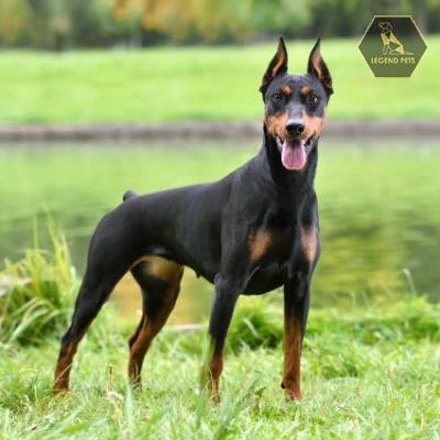 Doberman Pinscher