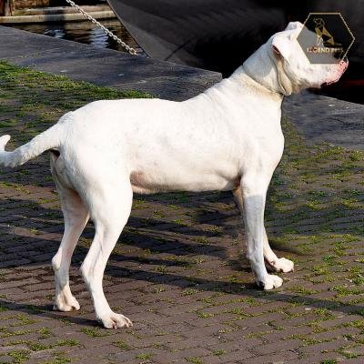 Dogo Argentino