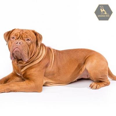 Dogue de Bordeaux