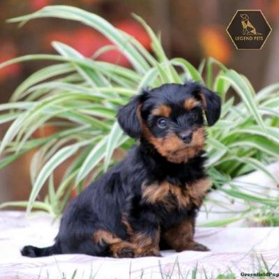 Dorkie