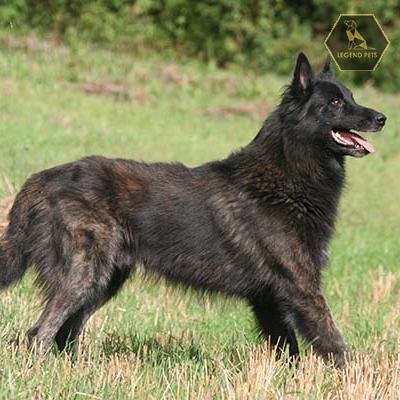 Dutch Shepherd