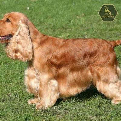 English Cocker Spaniel