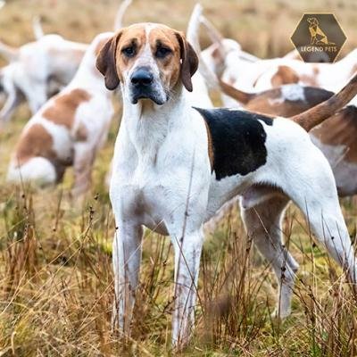 English Foxhound