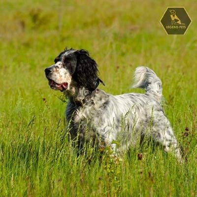 English Setter