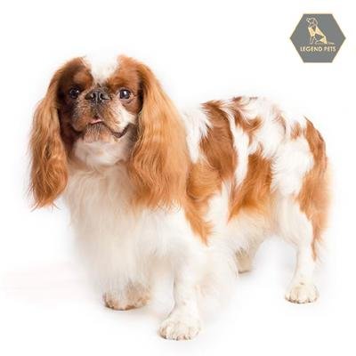 English Toy Spaniel