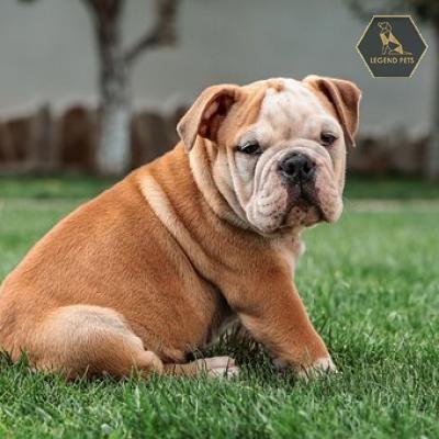 English Bulldog