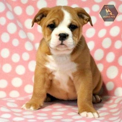 English Bulldog Hybrid