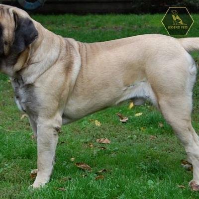 English Mastiff