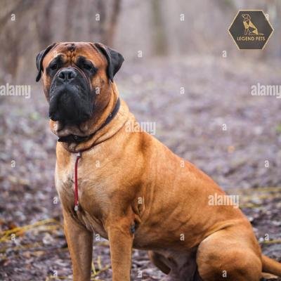 English Mastiff mix