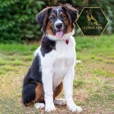 English Shepherd