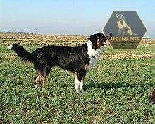 English Shepherd Hybrid