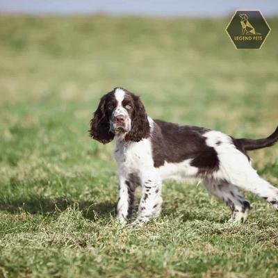 English Spaniel Mix