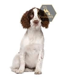 English Springer Spaniel