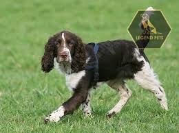 English Springer Spaniel Hybrid