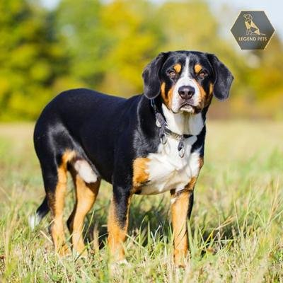 Entlebucher Mountain Dog