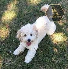 Eskipoo