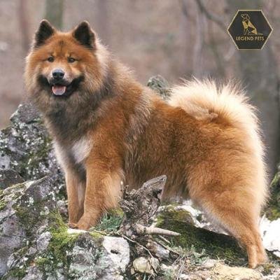 Eurasier