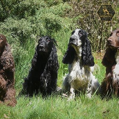 Field Spaniel