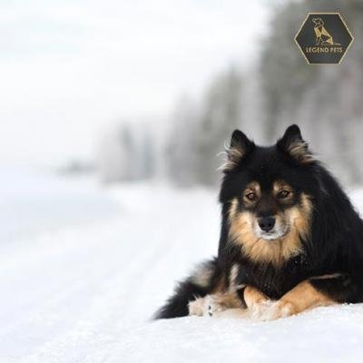 Finnish Lapphund