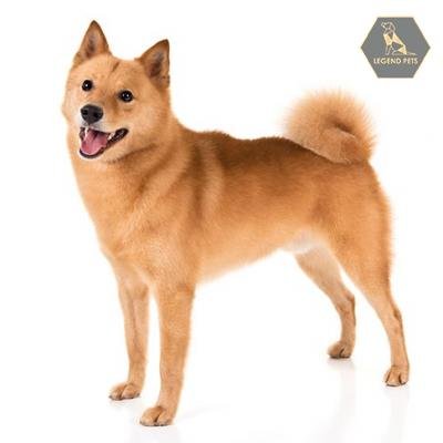 Finnish Spitz