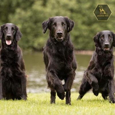 Flat-Coated Retriever