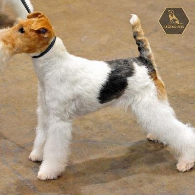 Fox Terrier Mix