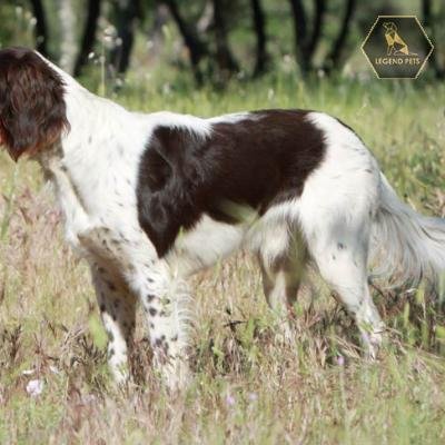 French Spaniel