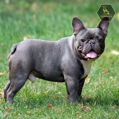 French Bulldog