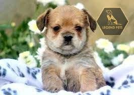French Bulldog mix