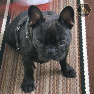 Frenchton