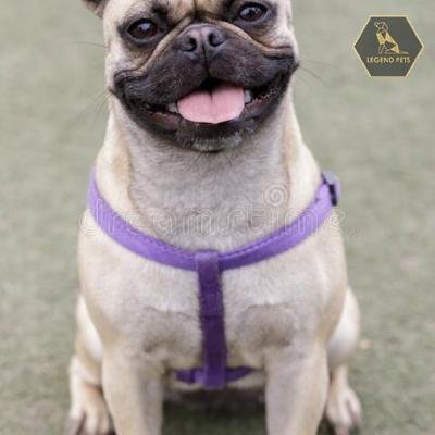 Frug