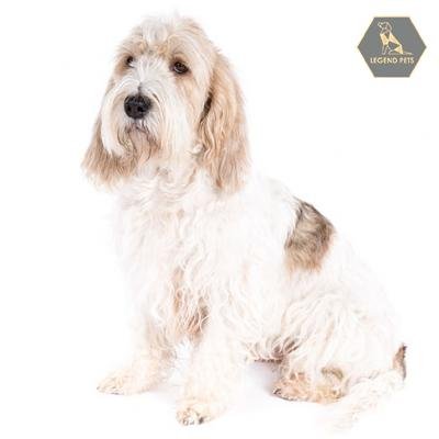 Grand Basset Griffon Vendéen