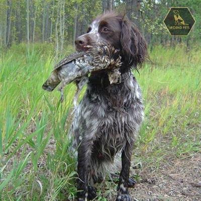 German Longhaired Pointer