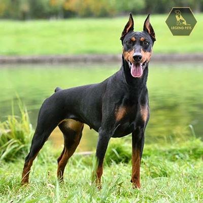 German Pinscher