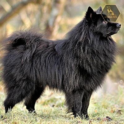 German Spitz