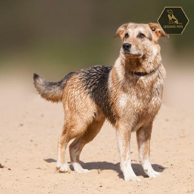 German Shepherd/Lab