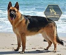 German Shepherd