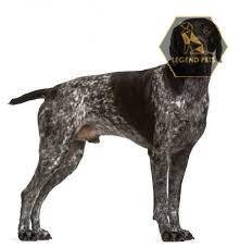 German Shorthaired Pointer