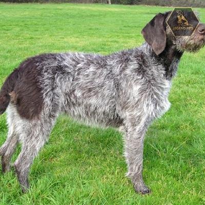 German Wirehaired Pointer