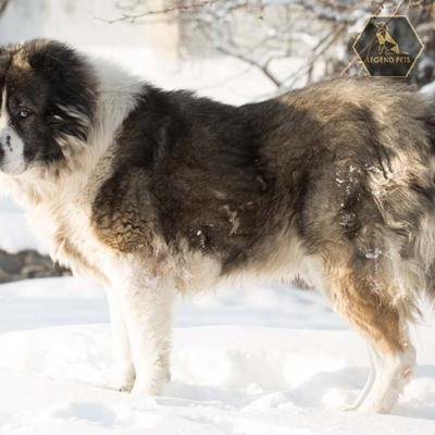 Caucasian Shepherd Dog