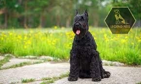 Giant Schnauzer