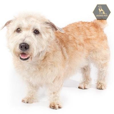 Glen of Imaal Terrier