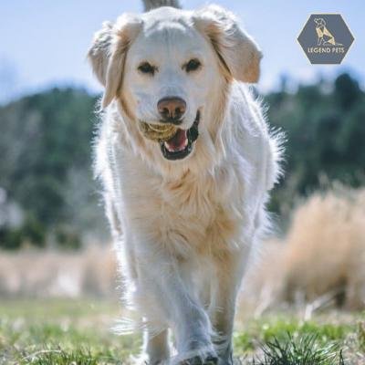 Golden Retriever - English Cream