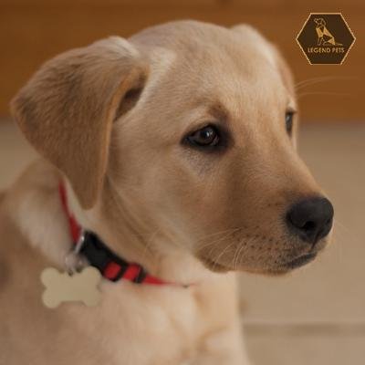 Golden Retriever mix
