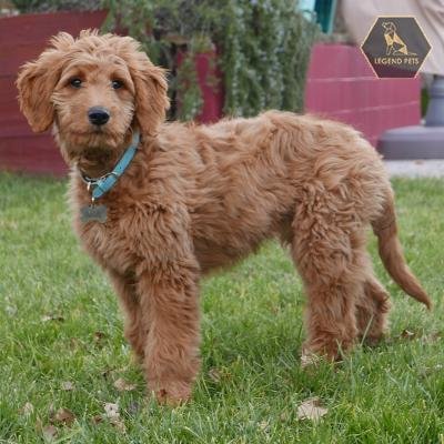 Goldendoodle