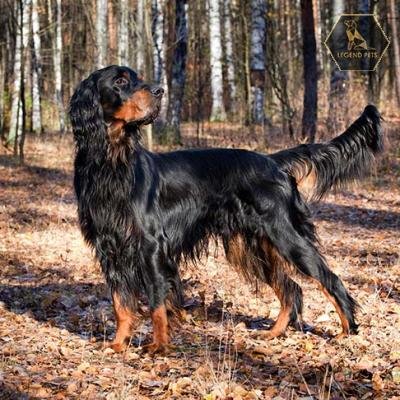 Gordon Setter